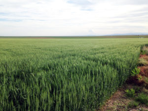 green wheat field